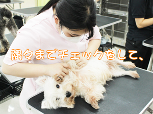 夏休みもモデル犬の健康チェック！